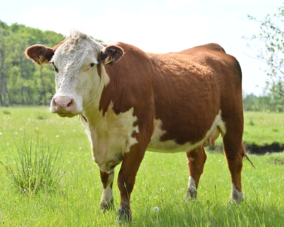 Hereford kød kommer fra Hereford køer