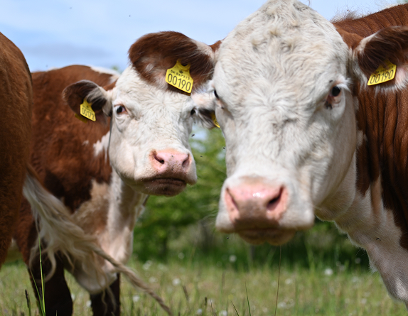 To nysgerrige hereford køer kigger ind i kameraet
