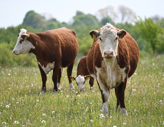 Køerne græsser og bliver til lækkert hereford kød