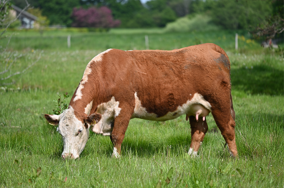Hereford kø græsser på vores mark i Næstved.